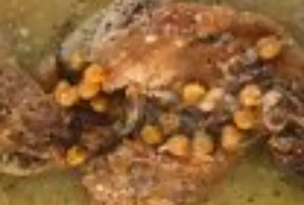 Sour chicken (full)