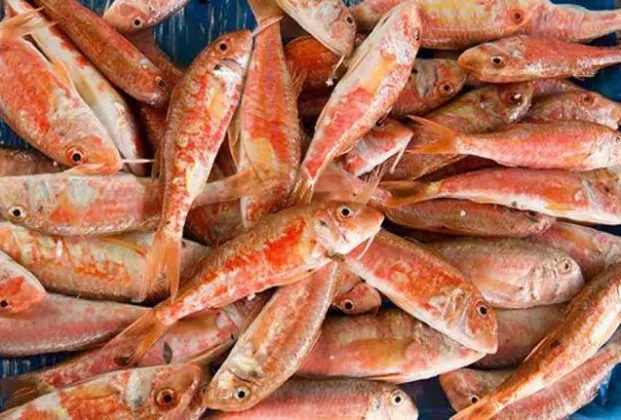Red mullet