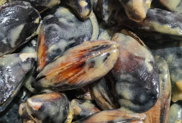 Sauced stuffed mussels (10 pieces)