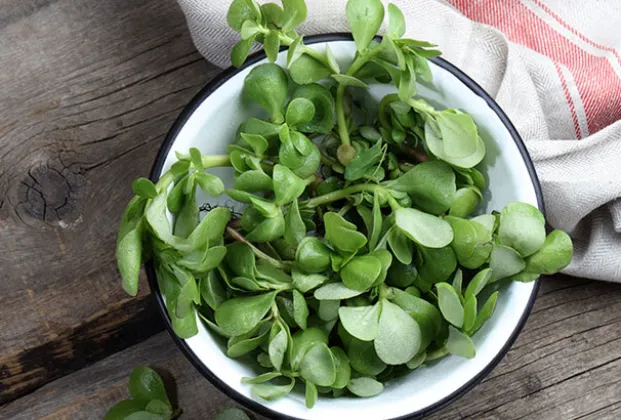 Purslane
