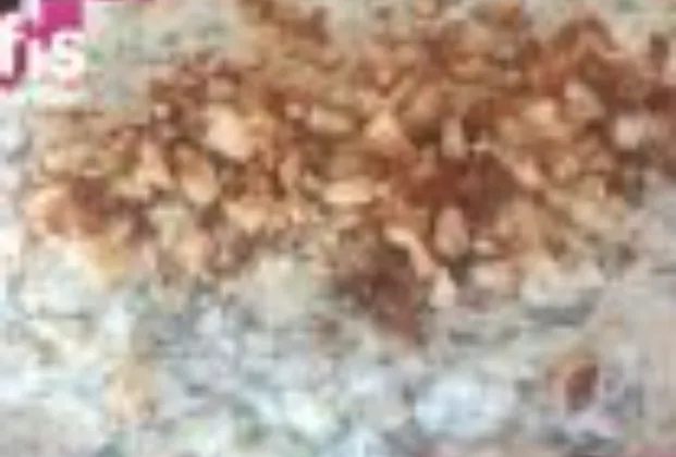 Almond Girit