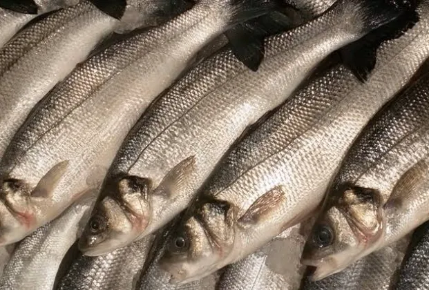 Sea bass