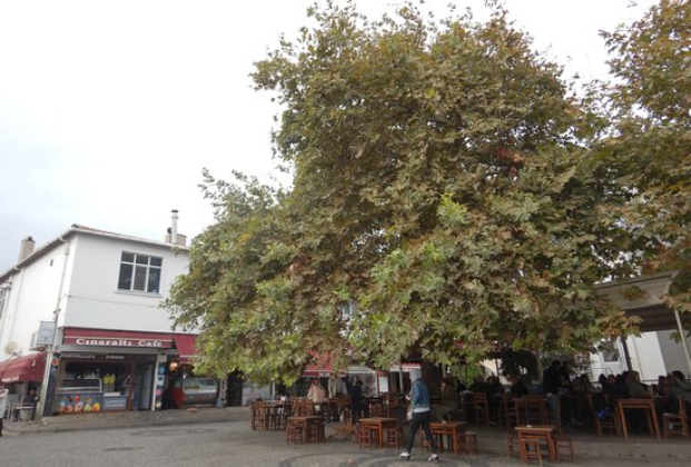 Çınaraltı Cafe